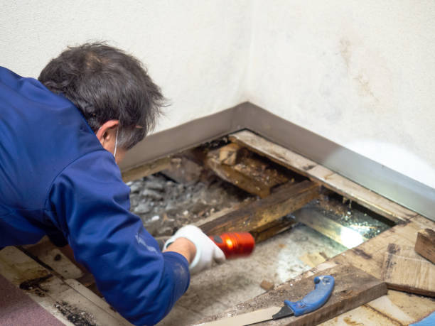 Best Emergency Mold Remediation in Yonkers, NY