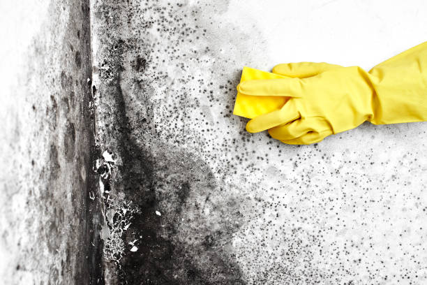 Best Basement Mold Remediation in Yonkers, NY