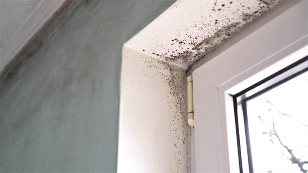 Best Kitchen Mold Remediation in Yonkers, NY
