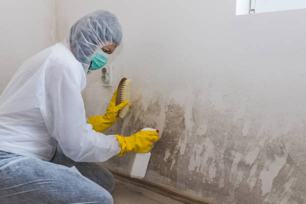 Best Black Mold Remediation in Yonkers, NY