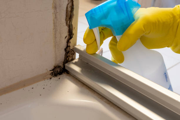 Best Insurance-Related Mold Remediation in Yonkers, NY