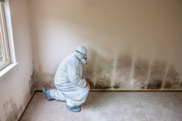 Best Basement Mold Remediation in Yonkers, NY